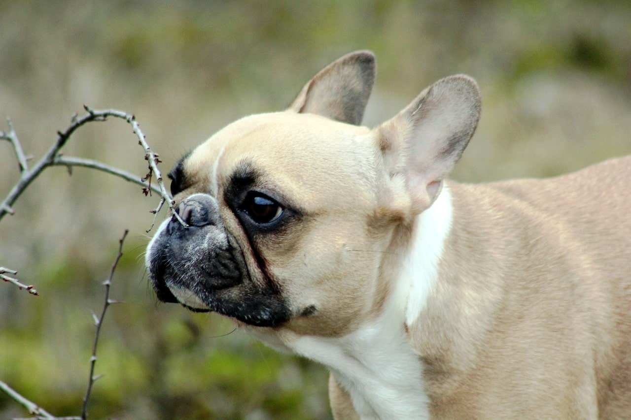 french bulldog outside