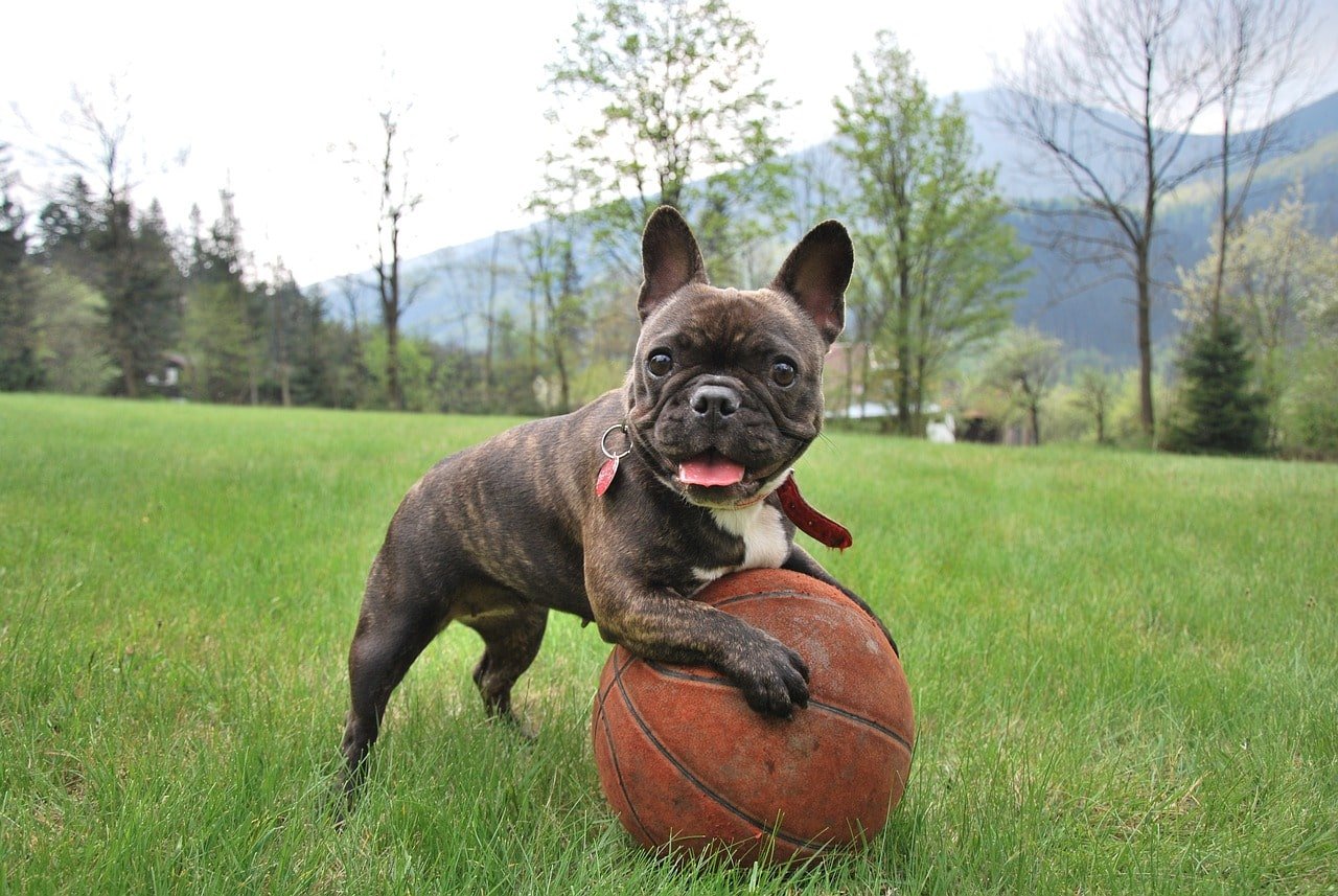 french bulldog playing