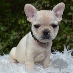 french bulldog puppy for sale in illinois - spencer