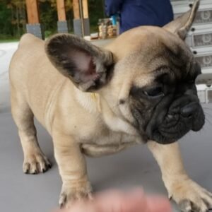 french bulldog