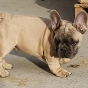 french bulldog thomas