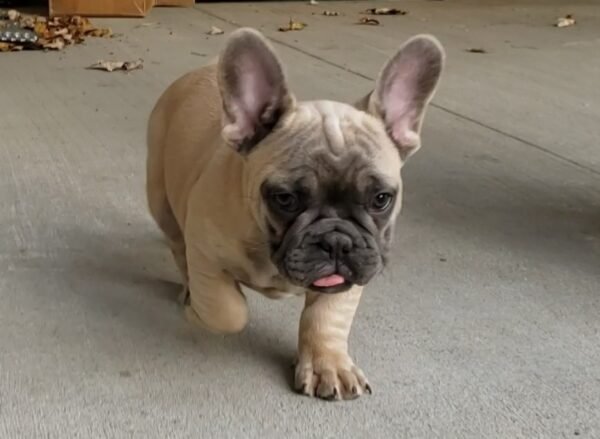 french bulldog