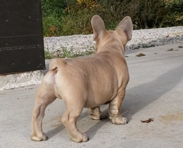 french bulldog