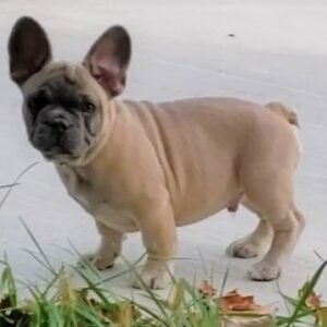 french bulldog