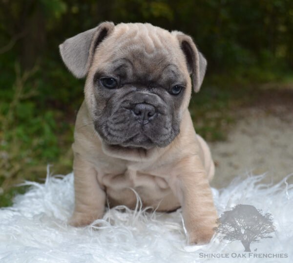 french bulldog puppy for sale in illinois - thomas