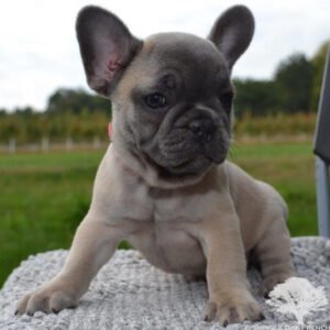 emily french bulldog puppy