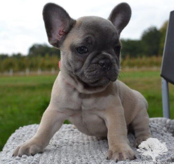 emily french bulldog puppy