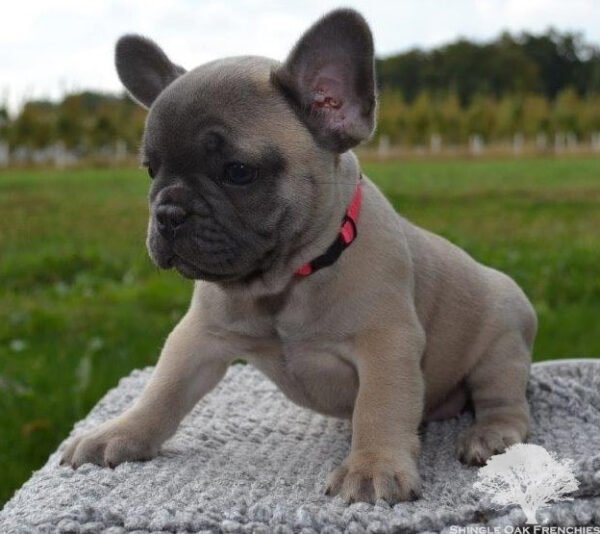 emily french bulldog puppy