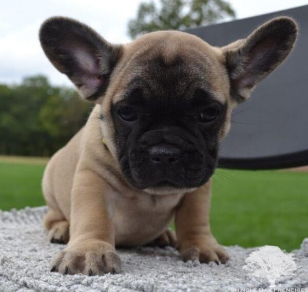 hiro french bulldog puppy