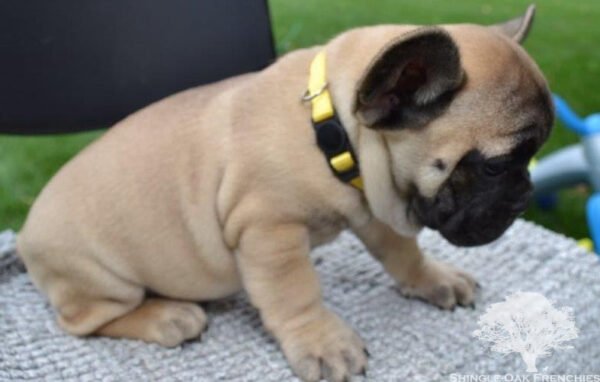 hiro french bulldog puppy