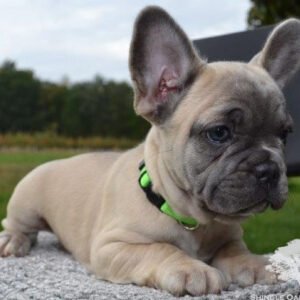 sir topham hatt french bulldog puppy