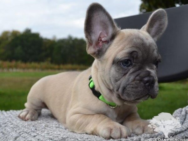 sir topham hatt french bulldog puppy