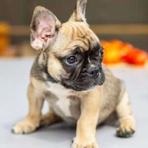 french bulldog puppy for sale david