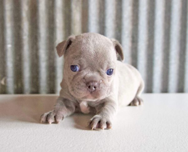 french bulldog puppy