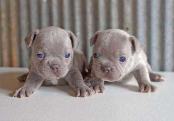 french bulldog puppy