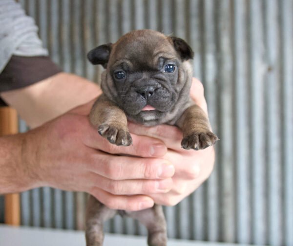 french bulldog puppy