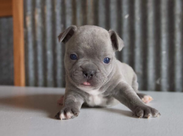 french bulldog puppy