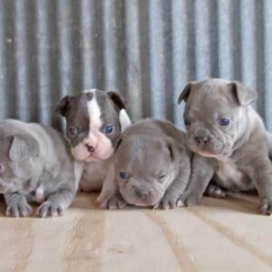 french bulldog puppies for sale in illinois