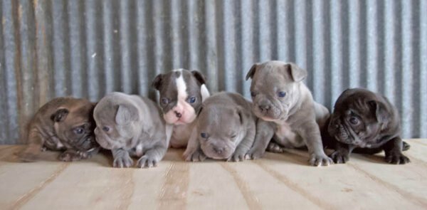 french bulldog puppies for sale in illinois