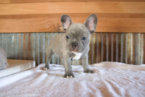 french bulldog puppy in illinois