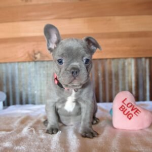 french bulldog puppy in illinois