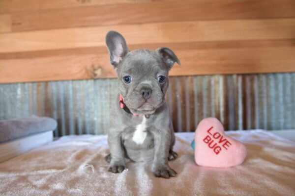 french bulldog puppy in illinois