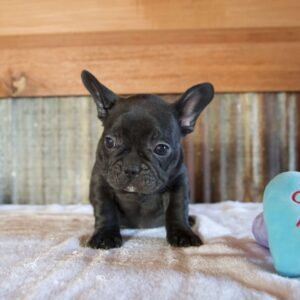 french bulldog puppy in illinois