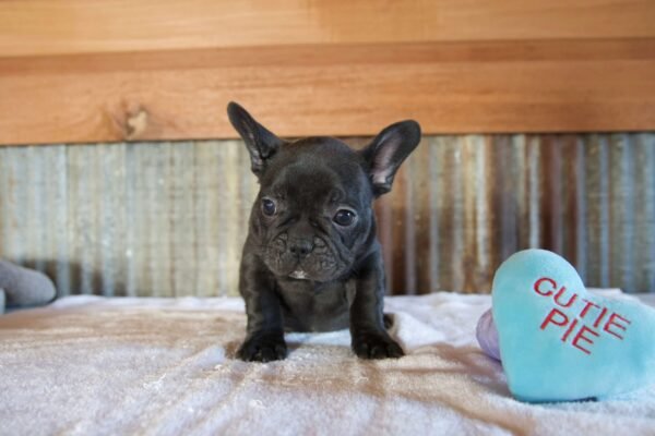 french bulldog puppy in illinois