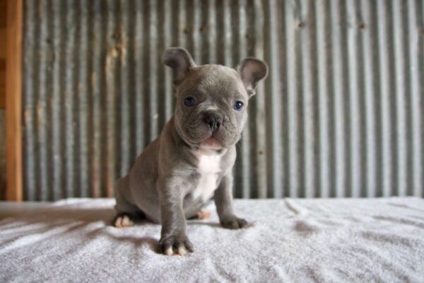 male french bulldog puppy