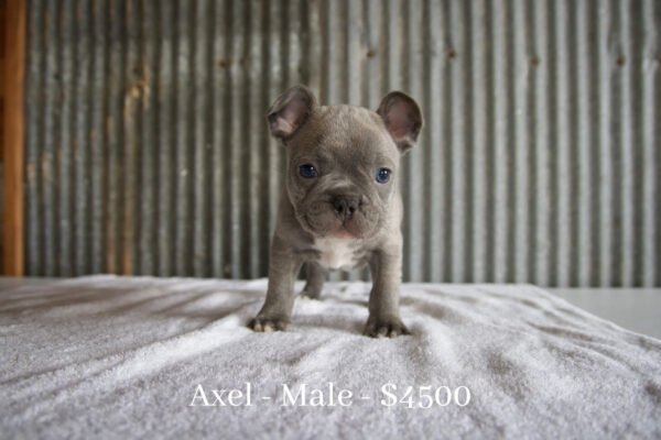 male french bulldog puppy