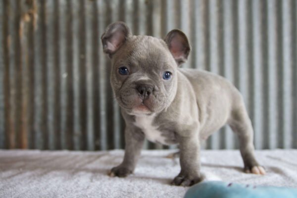 male french bulldog puppy