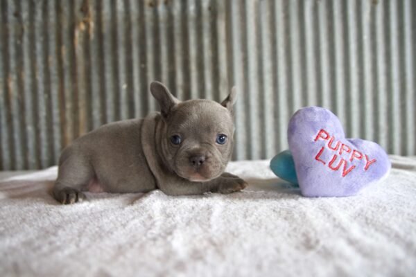 female french bulldog puppy