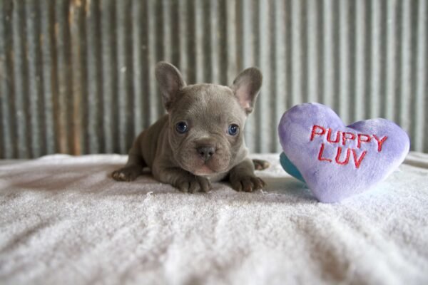 female french bulldog puppy