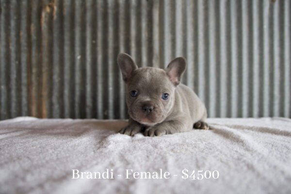 female french bulldog puppy