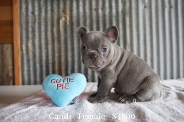 female french bulldog puppy