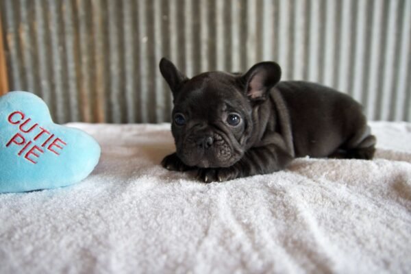 male french bulldog puppy