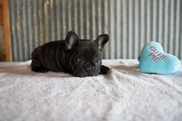 male french bulldog puppy