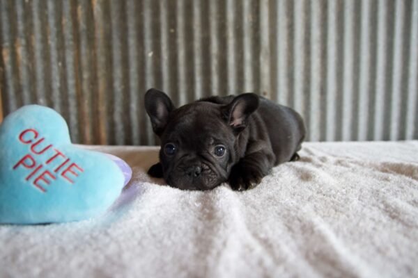 male french bulldog puppy