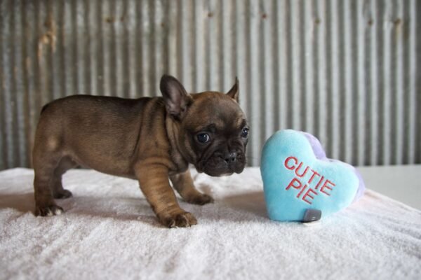 valentines puppies