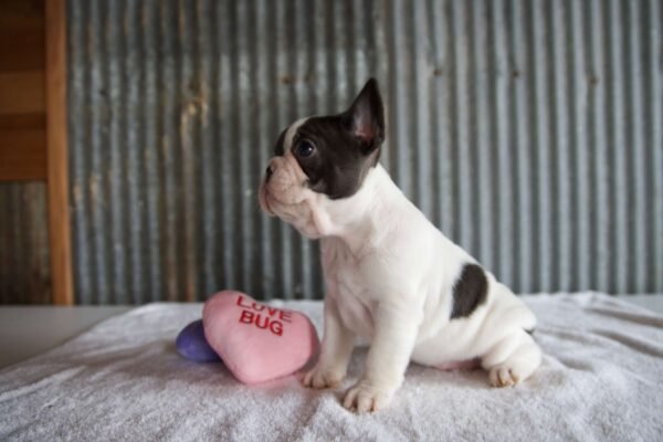 valentines puppies