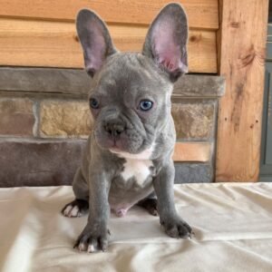 french bulldog puppy in illinois