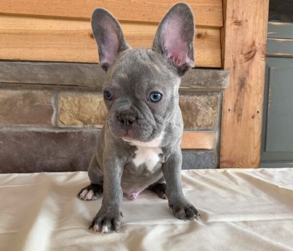 french bulldog puppy in illinois