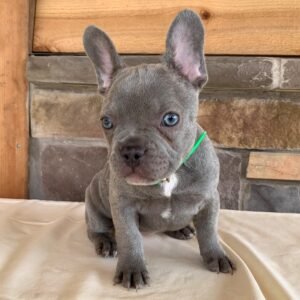 french bulldog puppy in illinois