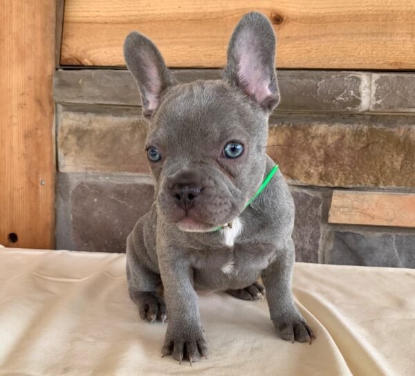 french bulldog puppy in illinois