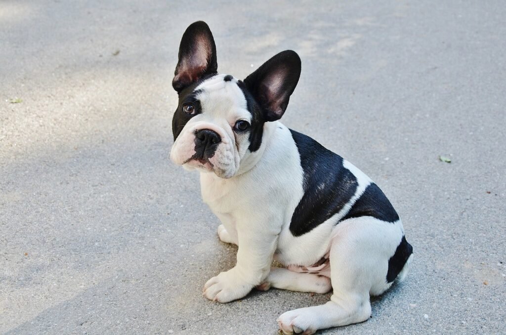 How much do French Bulldogs cost pied Frenchie