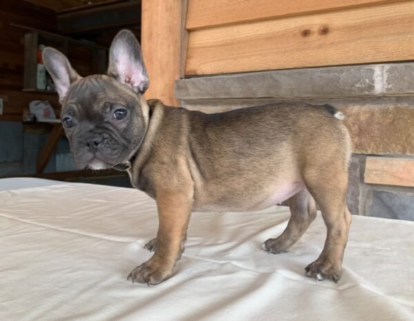 french bulldog puppy in illinois