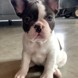 french bulldog puppy in illinois