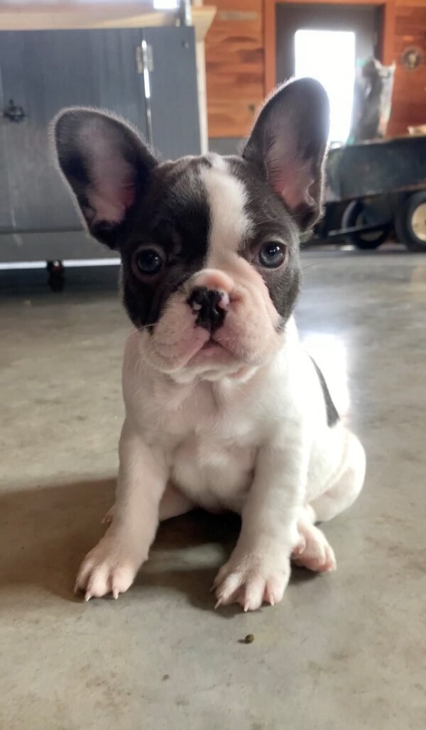 french bulldog puppy in illinois