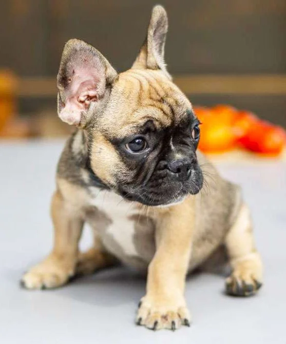 french bulldog in illlinois