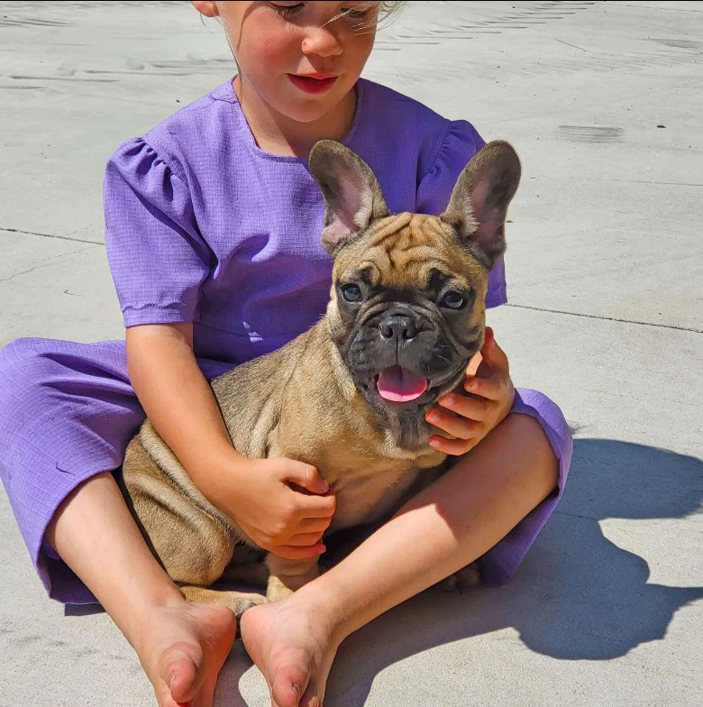 french bulldog Illinois socialized around children